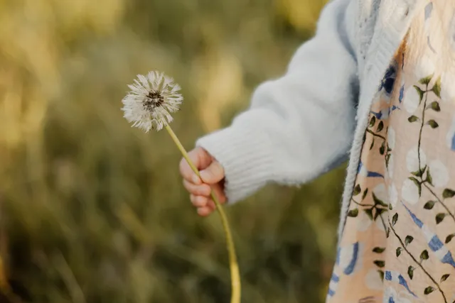 Kinderhand mit Pusteblume im Gegenlicht